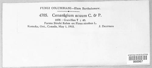 Cenangium acuum image